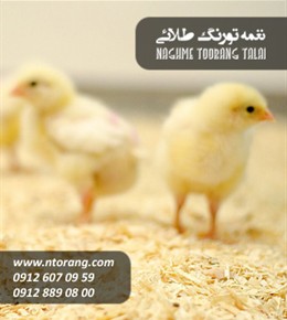فروش جوجه گوشتی راس صفاهان